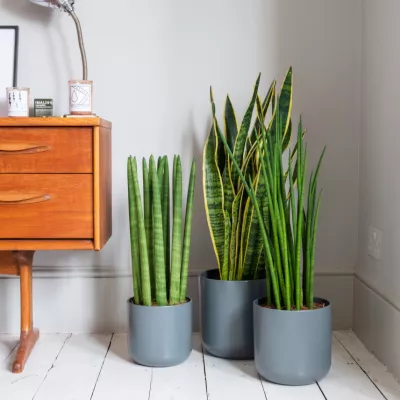 Air purifying 2021 07 09 100216