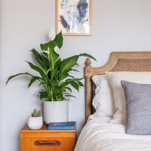 1 Best Plants for a Better Nights Sleep 1