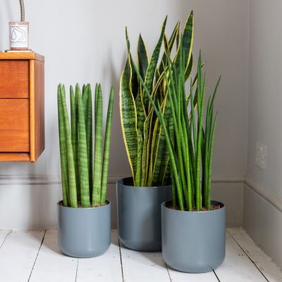 1 Best Plants for a Better Nights Sleep 4