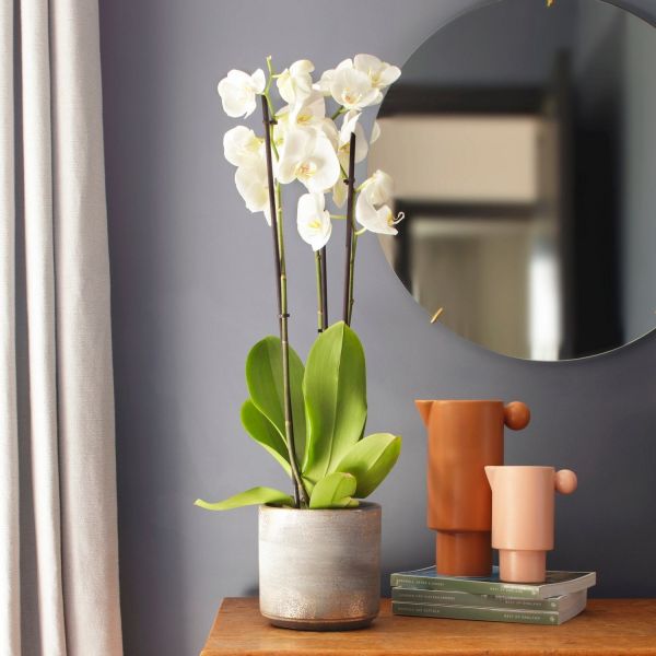Best Bedroom Plants For Better Sleep The Stem