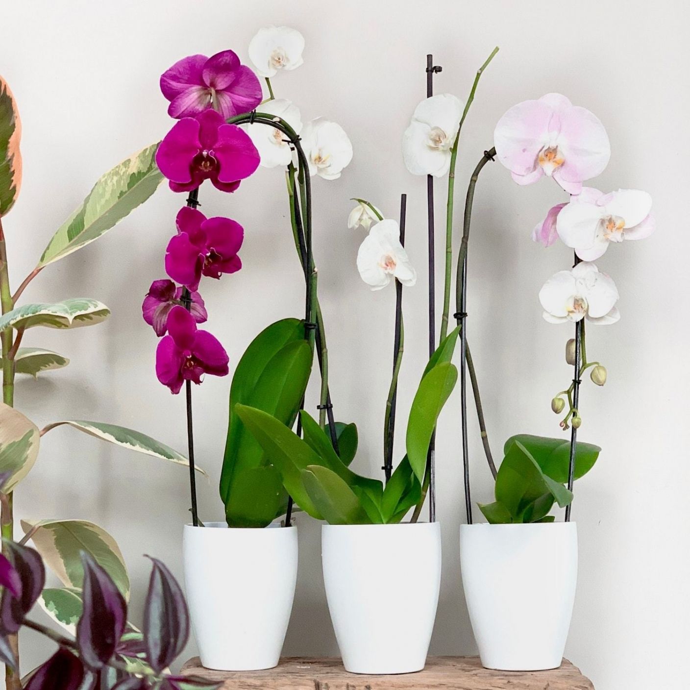 Indoor Plants that Flower Plant Blog The Stem