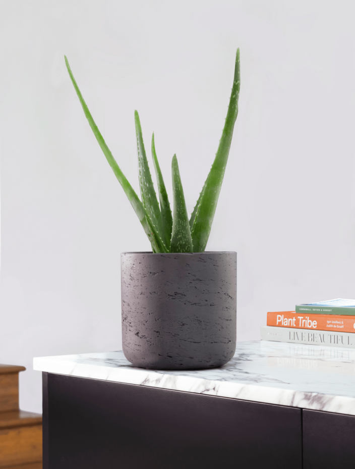 The Key Benefits of Indoor Plants on Your Mental Health