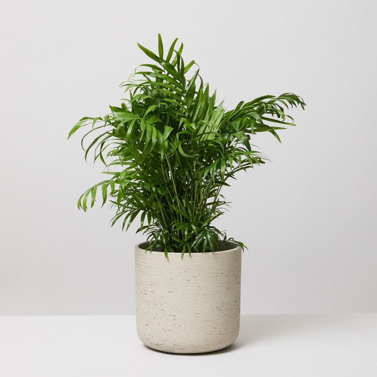 Best Plants To Spruce Up Your Home Office The Stem