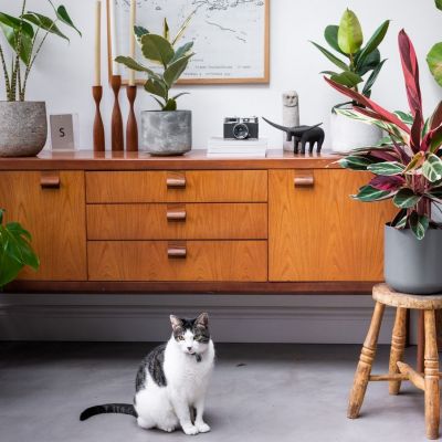 7 best office plants to spruce up your home office 7
