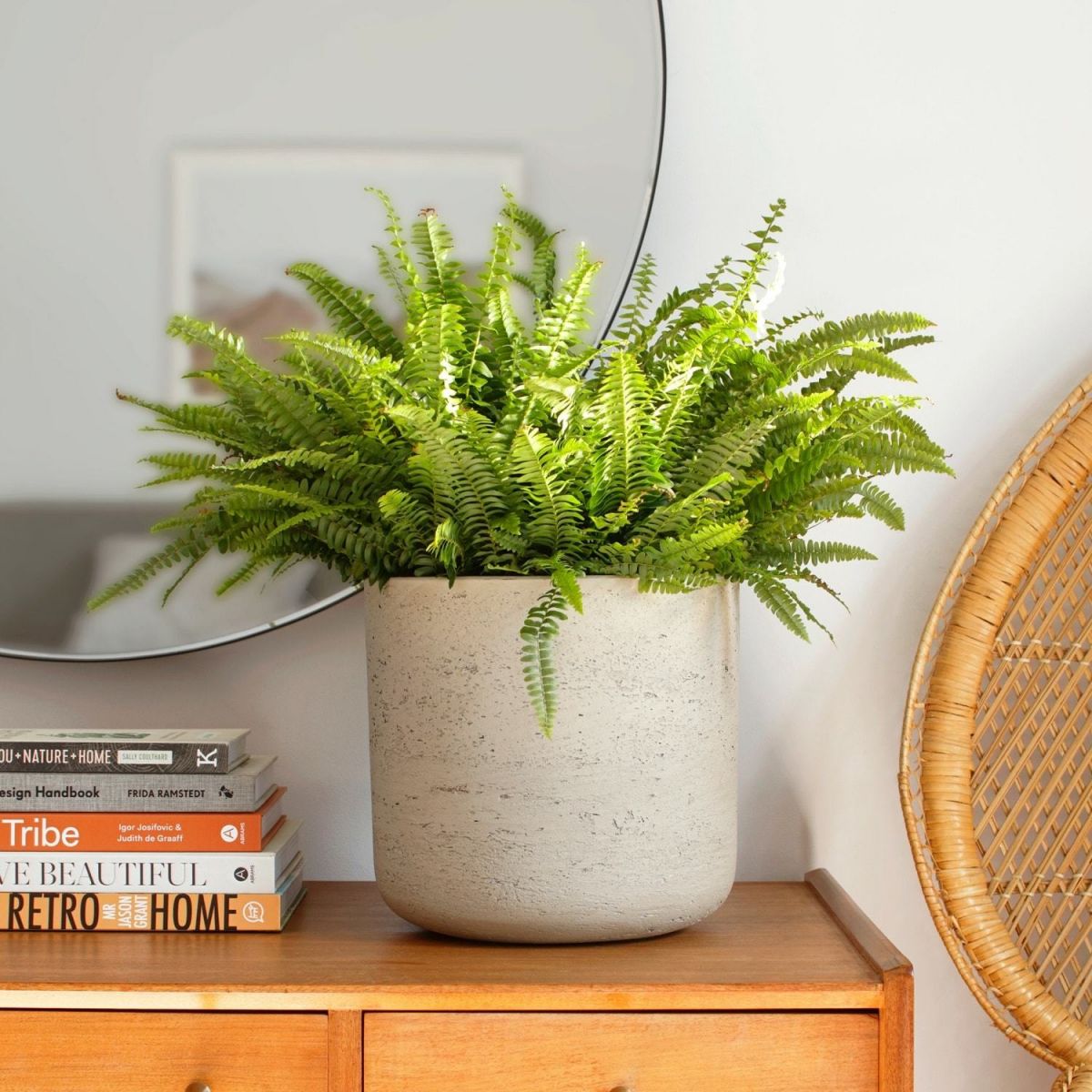 The Importance of Cleaning Plant Leaves The Stem