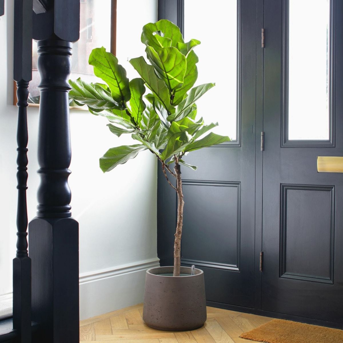 The Importance of Cleaning Plant Leaves The Stem