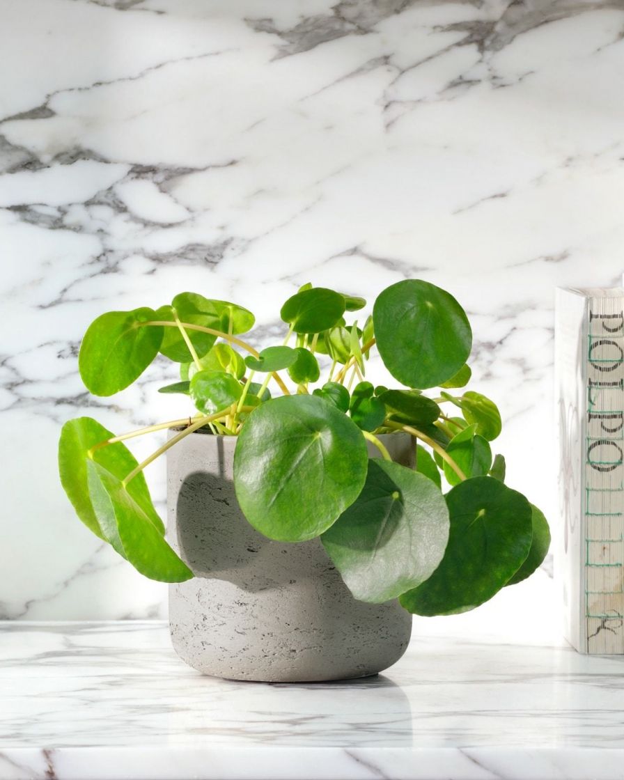 Types of Indoor Plants that Purify the Air The Stem