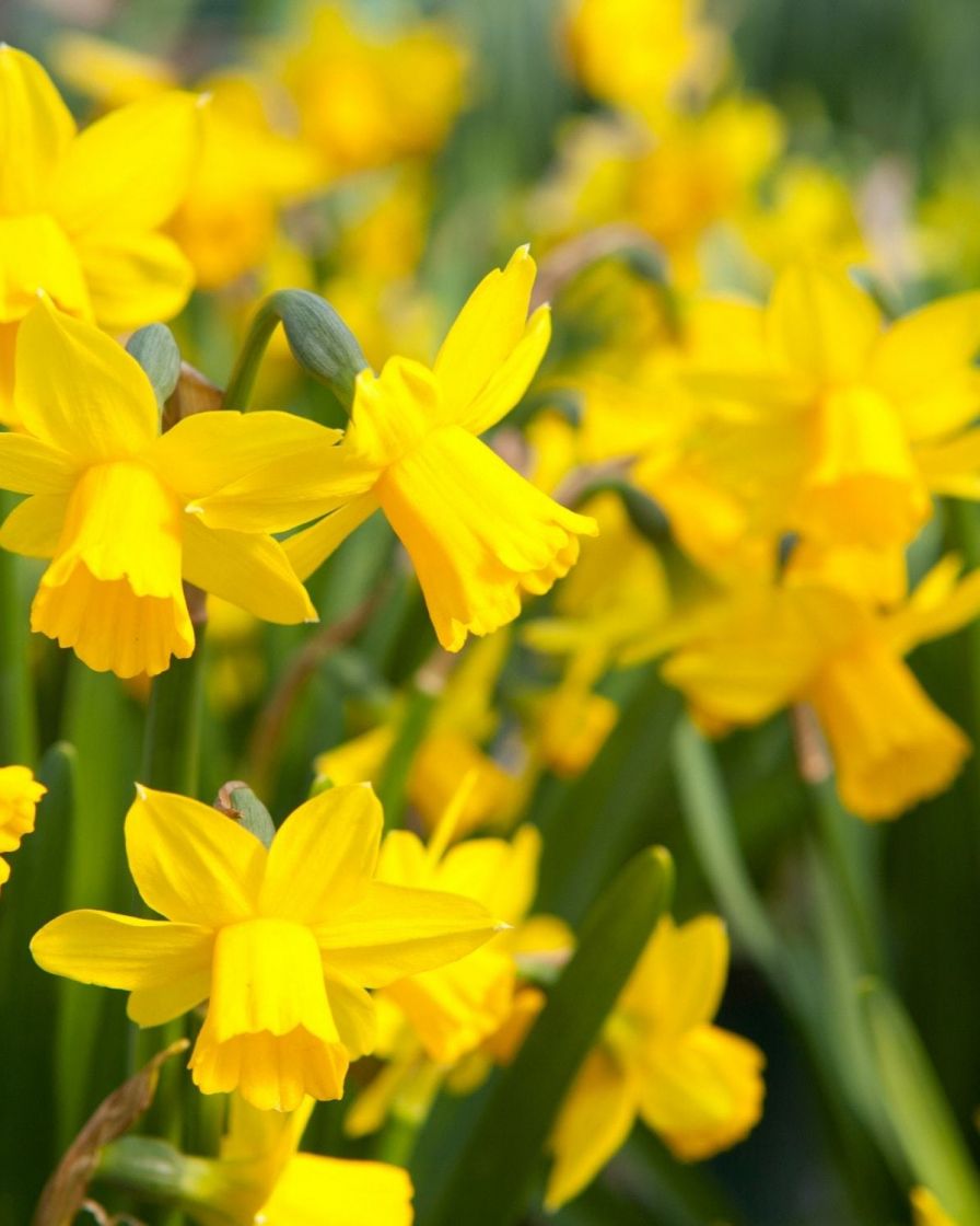 Best Bulbs to Plant in Autumn for Spring Flowers The Stem