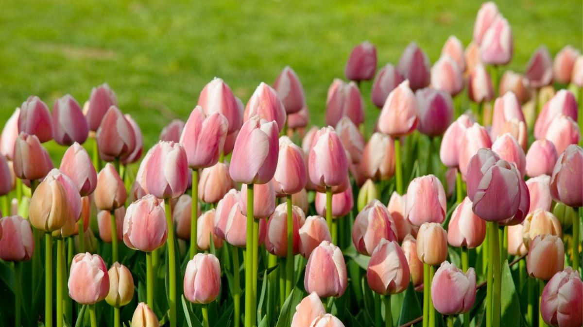 Best Bulbs to Plant in Autumn for Spring Flowers The Stem