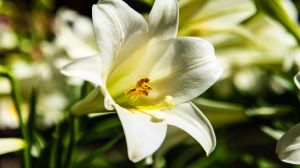 17 What Bulbs to Plant in Autumn 4