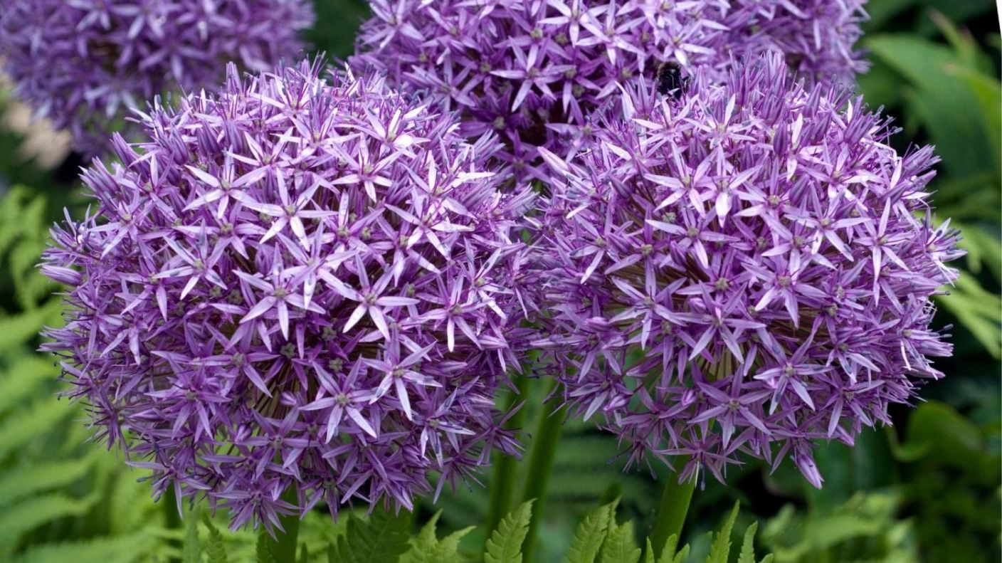 Best Bulbs to Plant in Autumn for Spring Flowers The Stem