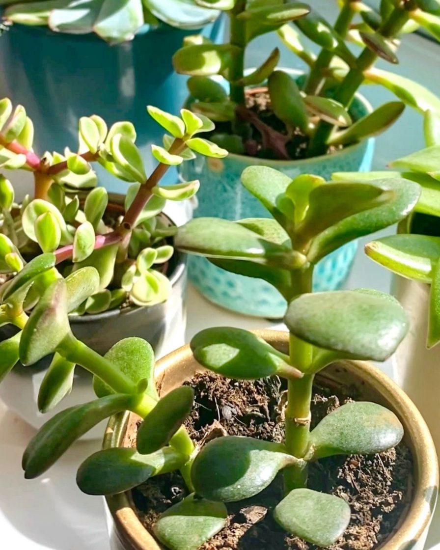 How to Look After a Cactus or Succulent The Stem