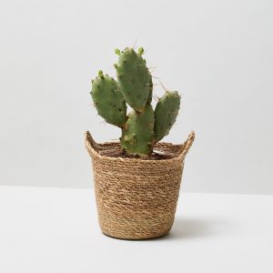 14 How to look after your Cactus 2