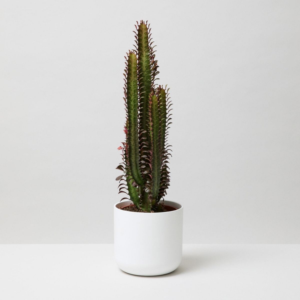 How to Look After a Cactus or Succulent The Stem