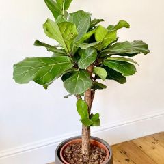 3 Fiddle Leaf Fig Care Tips Tik Tok Video