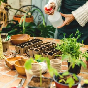 Looking after indoor herbs