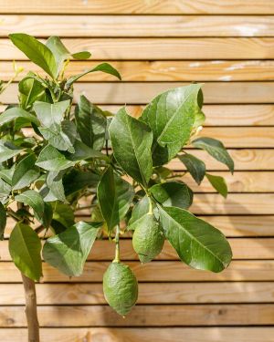Lime Tree 3