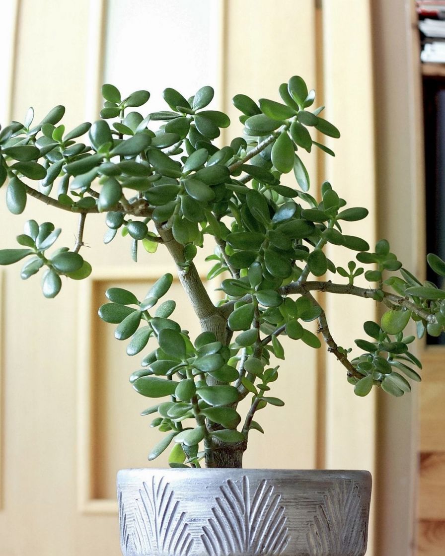 Best Feng Shui Plants for Good Fortune The Stem