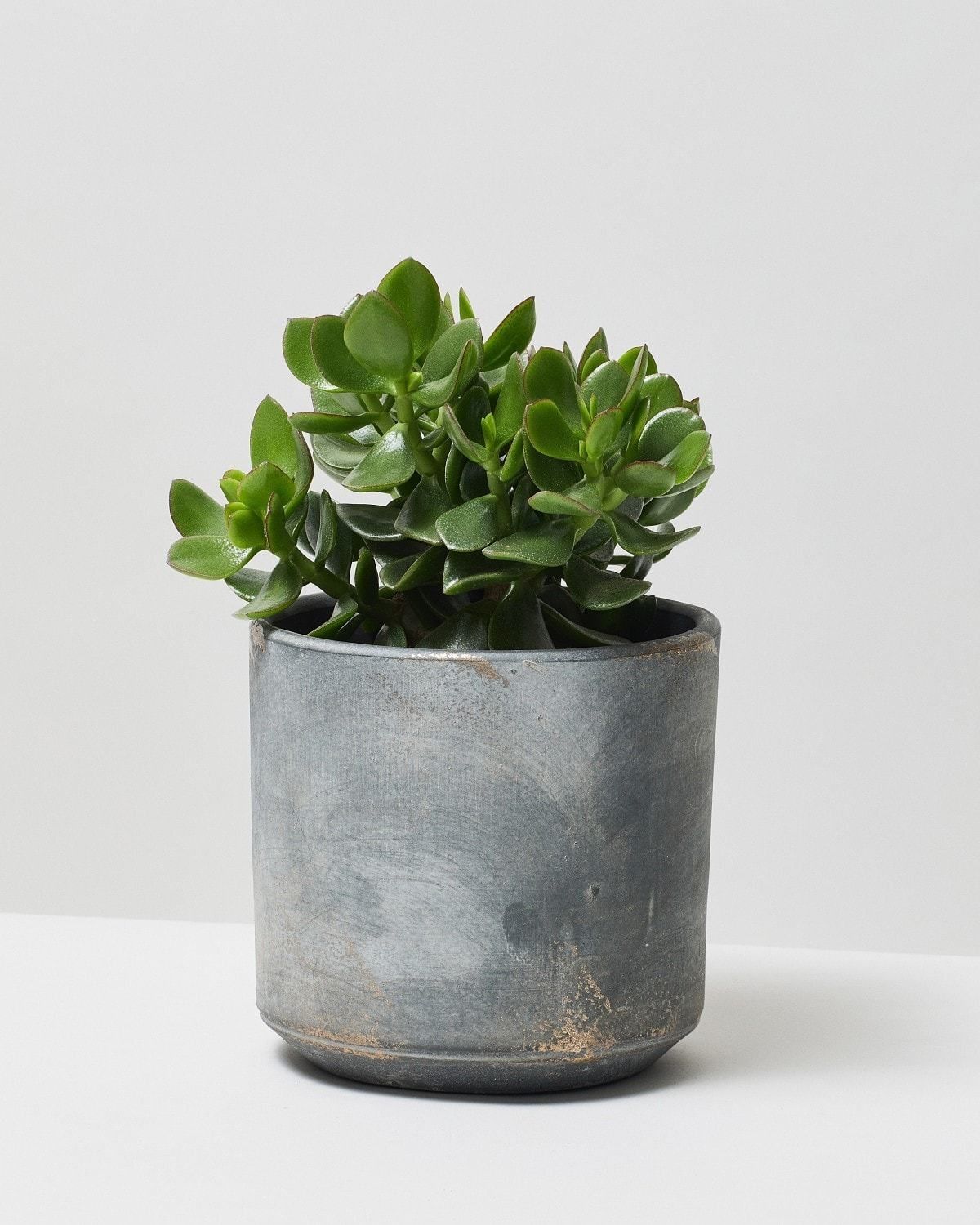 Best Feng Shui Plants for Good Fortune | The Stem