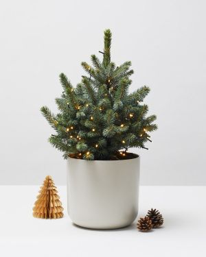 Blue Spruce stylised 0197