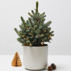 Blue Spruce stylised 0197