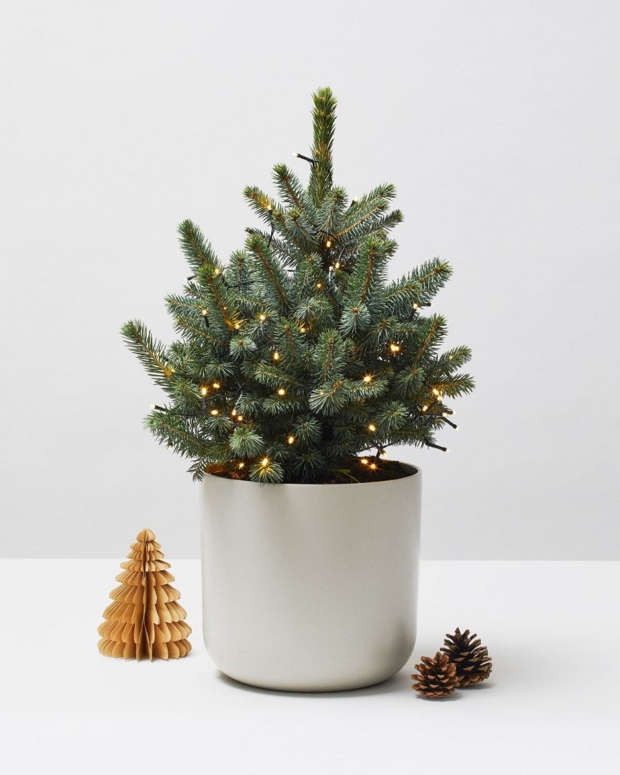 Looking After Your PotGrown Blue Spruce Christmas Tree The Stem