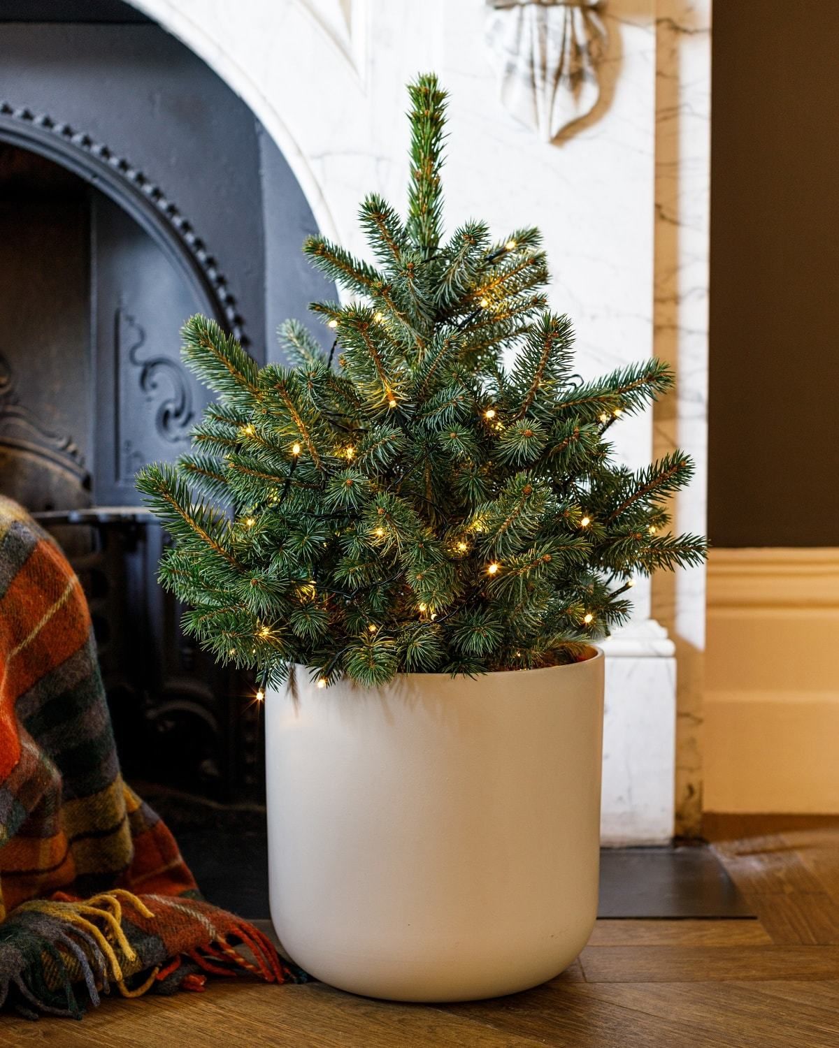 Benefits of Small PotGrown Christmas Trees The Stem
