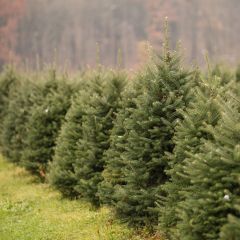 How to recycle your Christmas tree
