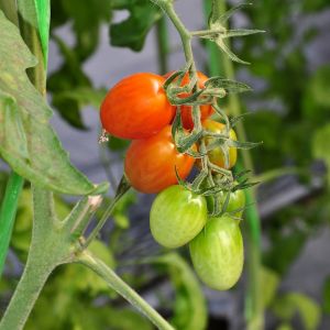 Plant parent course gyo