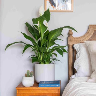 Bedroom Peace Lily