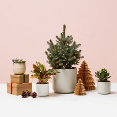 Chirstmas gifting cover