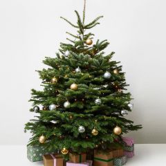 Nordmann Fir 3