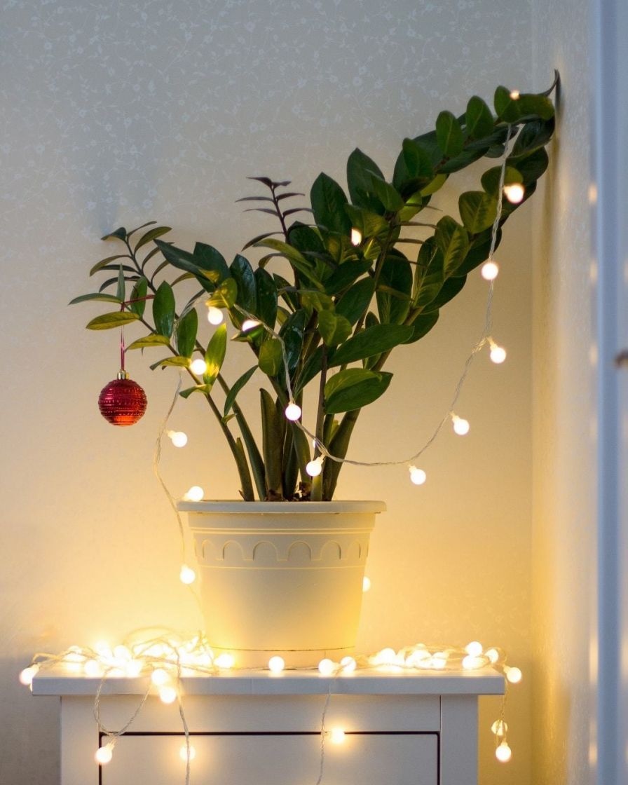 Decorating with Plants for Christmas The Stem