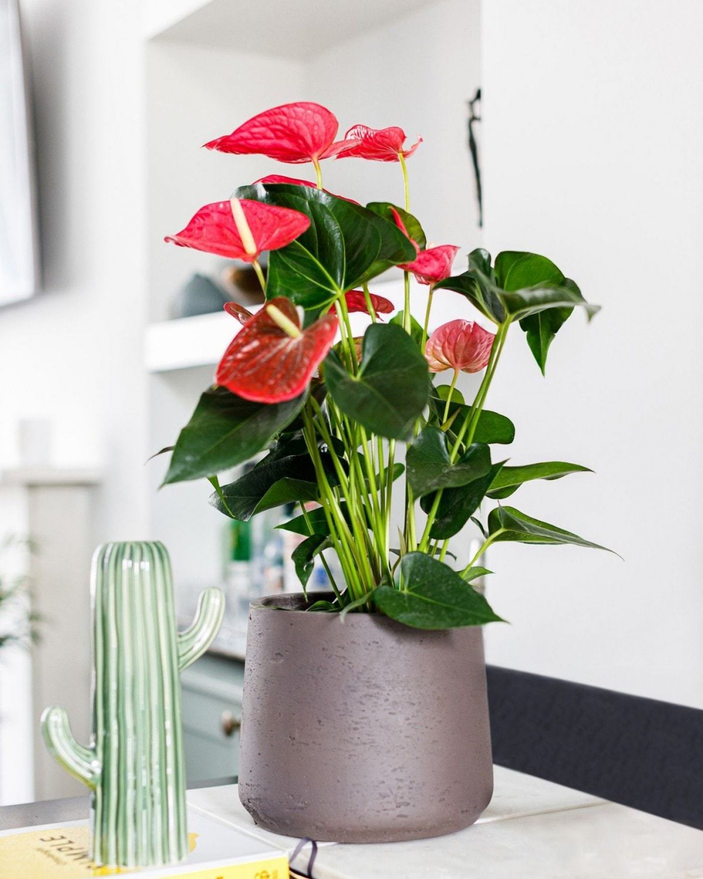 Decorating with Plants for Christmas | The Stem