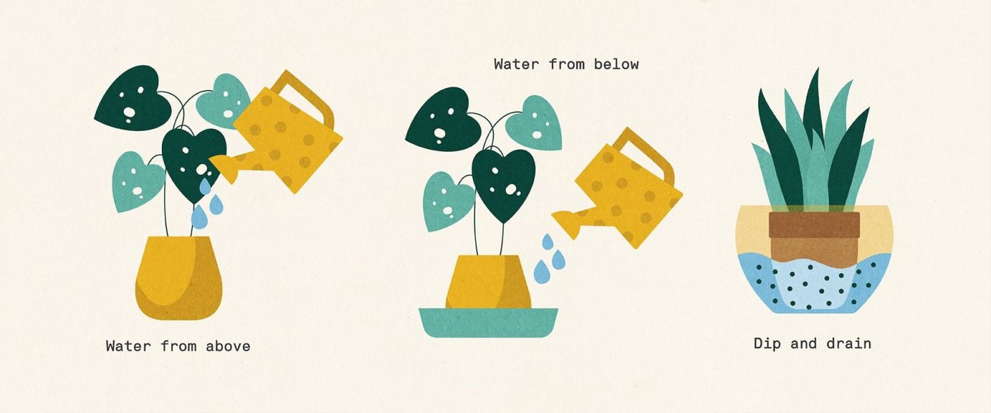 A Guide to Watering Indoor Plants The Stem