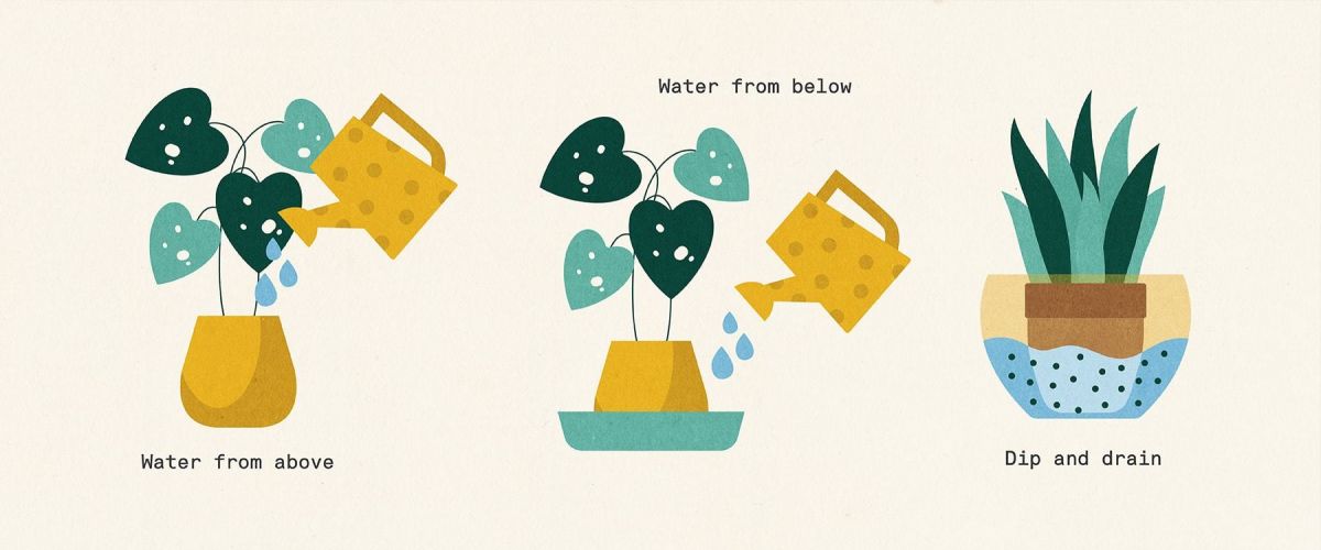 A Guide to Watering Indoor Plants The Stem