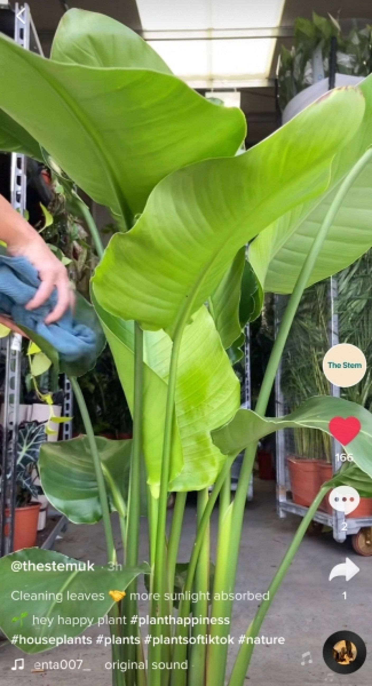 How to Clean Plant Leaves Plant Blog The Stem