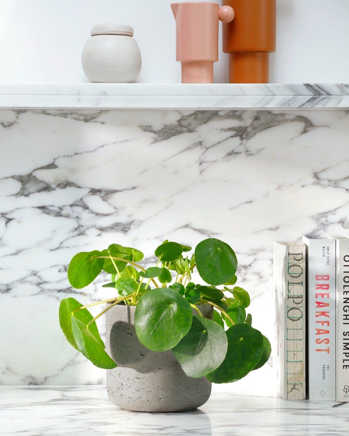 Best Plants For Your Kitchen The Stem