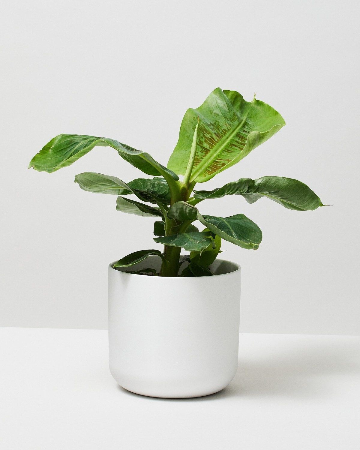 Best Plants For Your Kitchen The Stem