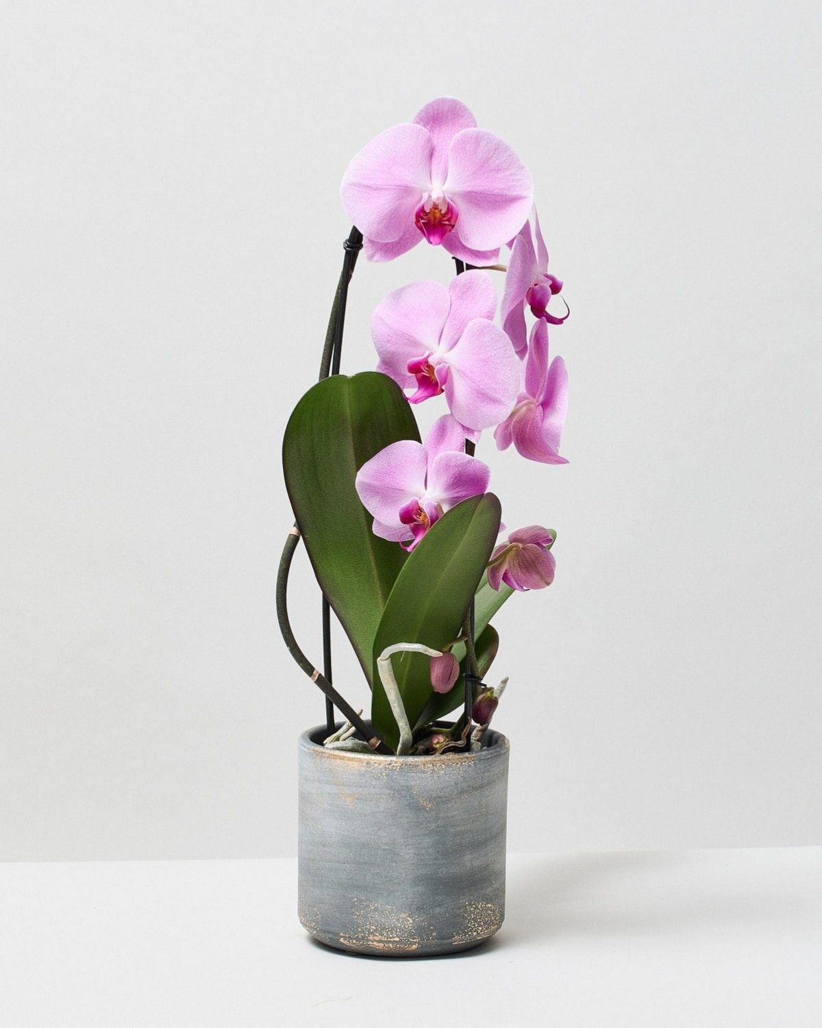 Best Plants for Mothers Day The Stem