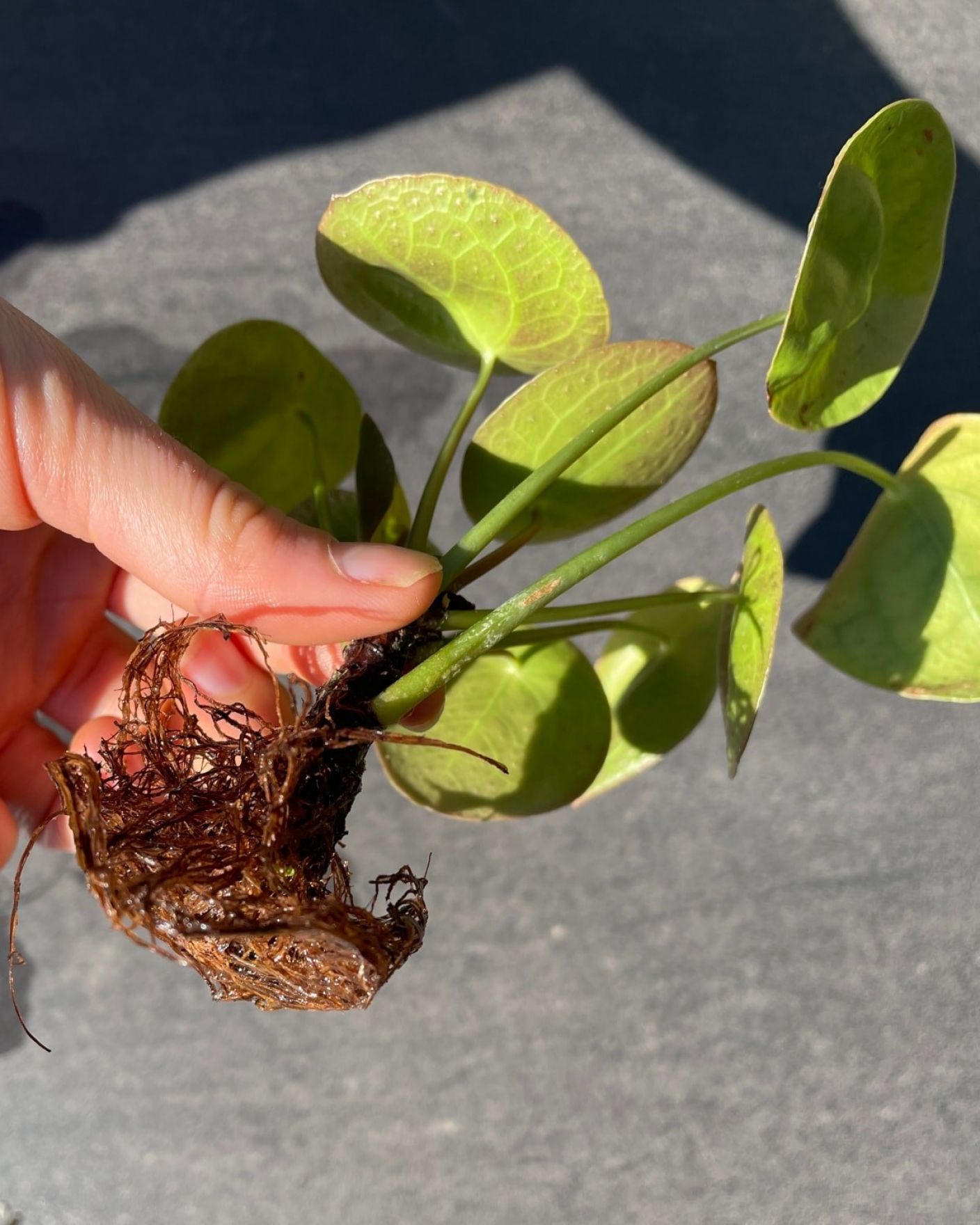 How to Propagate a Money Plant The Stem