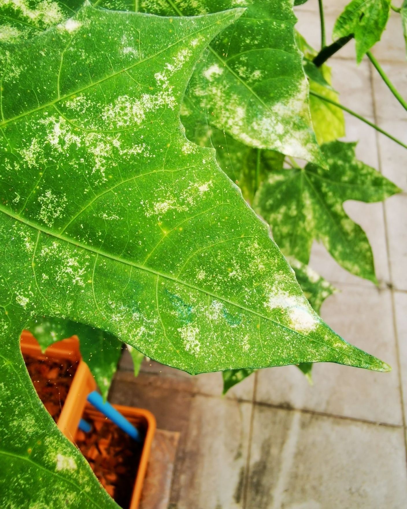 How to Get Rid of Spider Mites on Indoor Plants The Stem