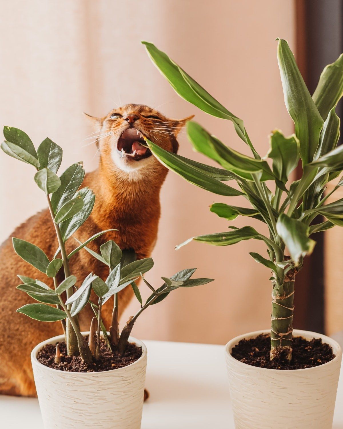 View of 7 Of The Best Cat Safe Indoor Plants | The Stem