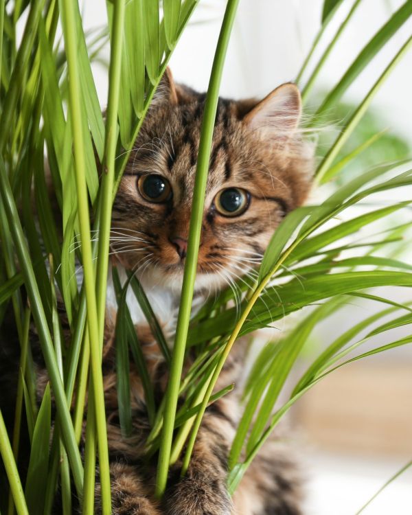 7 Of The Best Cat Safe Indoor Plants The Stem