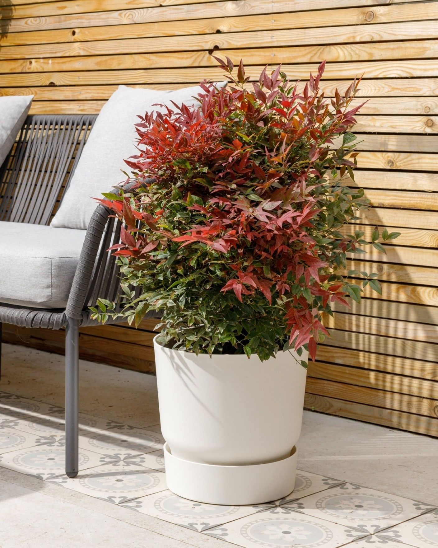 10 Best Patio Plants To Style Your Outdoor Space Plant Academy The Stem