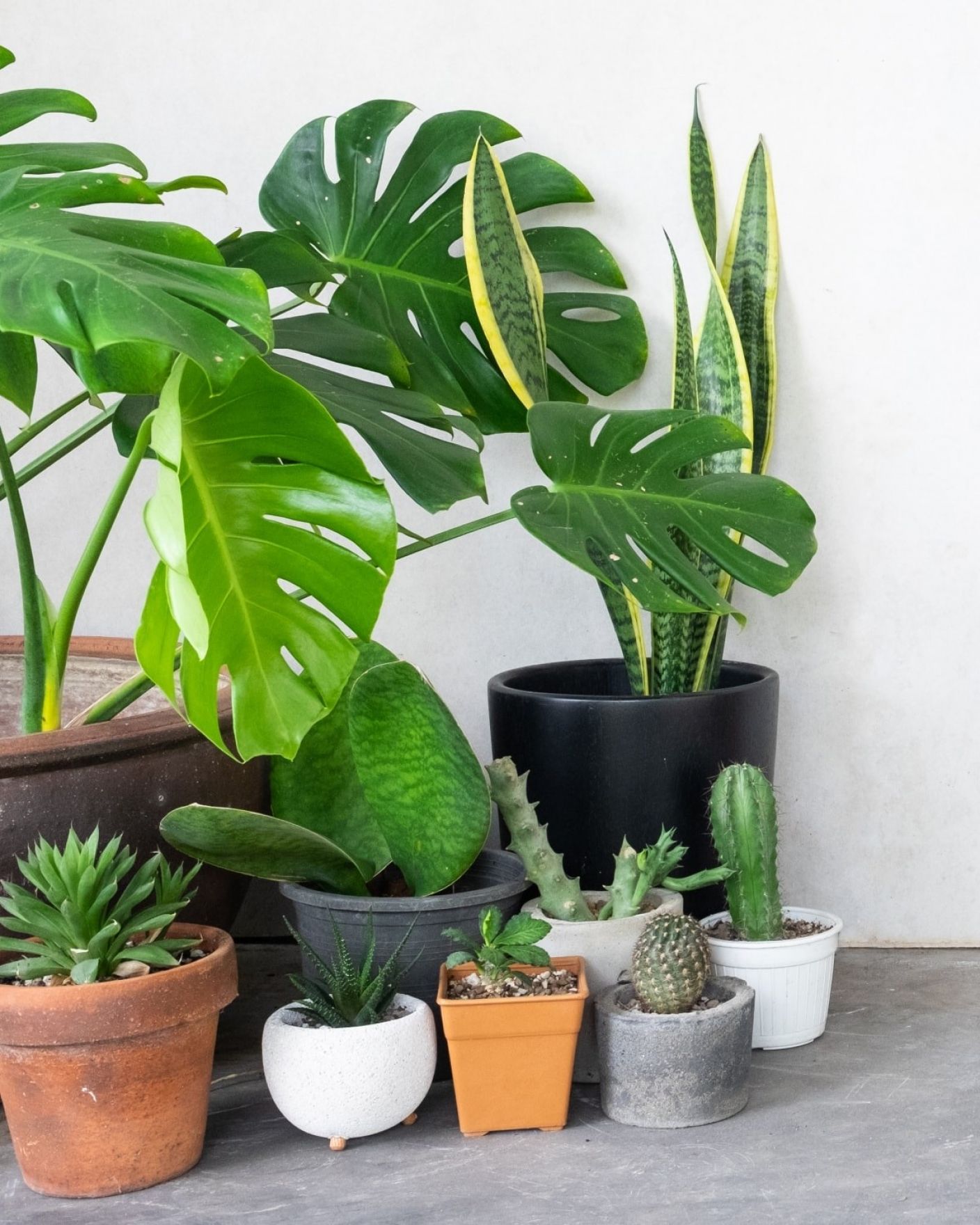 How To Keep Plants Alive When On Holiday The Stem