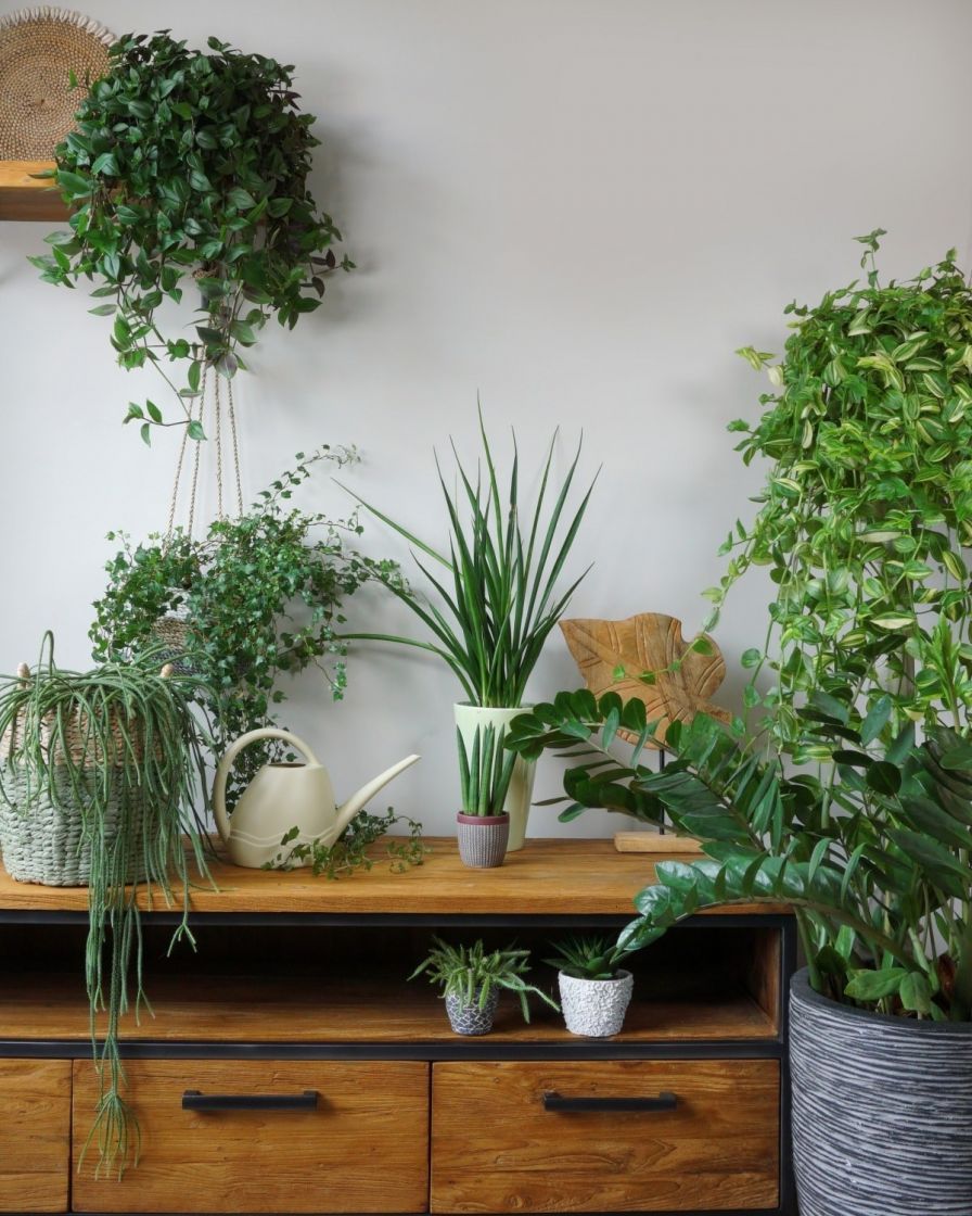 How To Keep Plants Alive When On Holiday The Stem