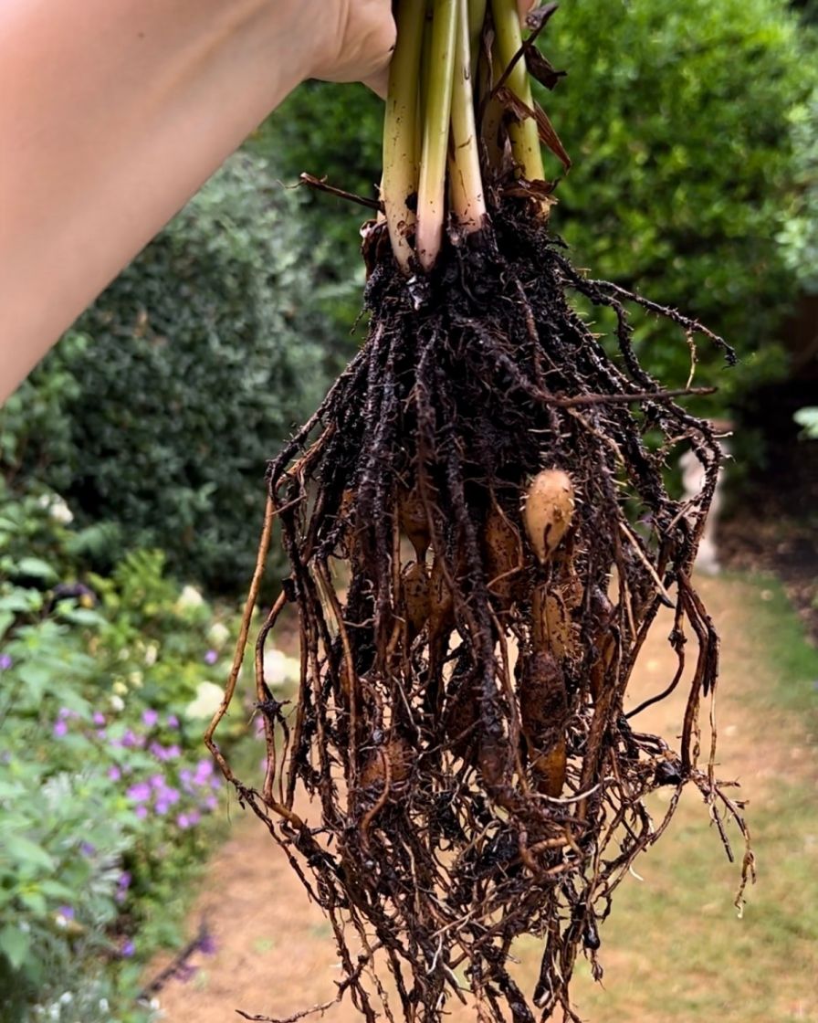 What Is Root Rot And How To Treat It | The Stem