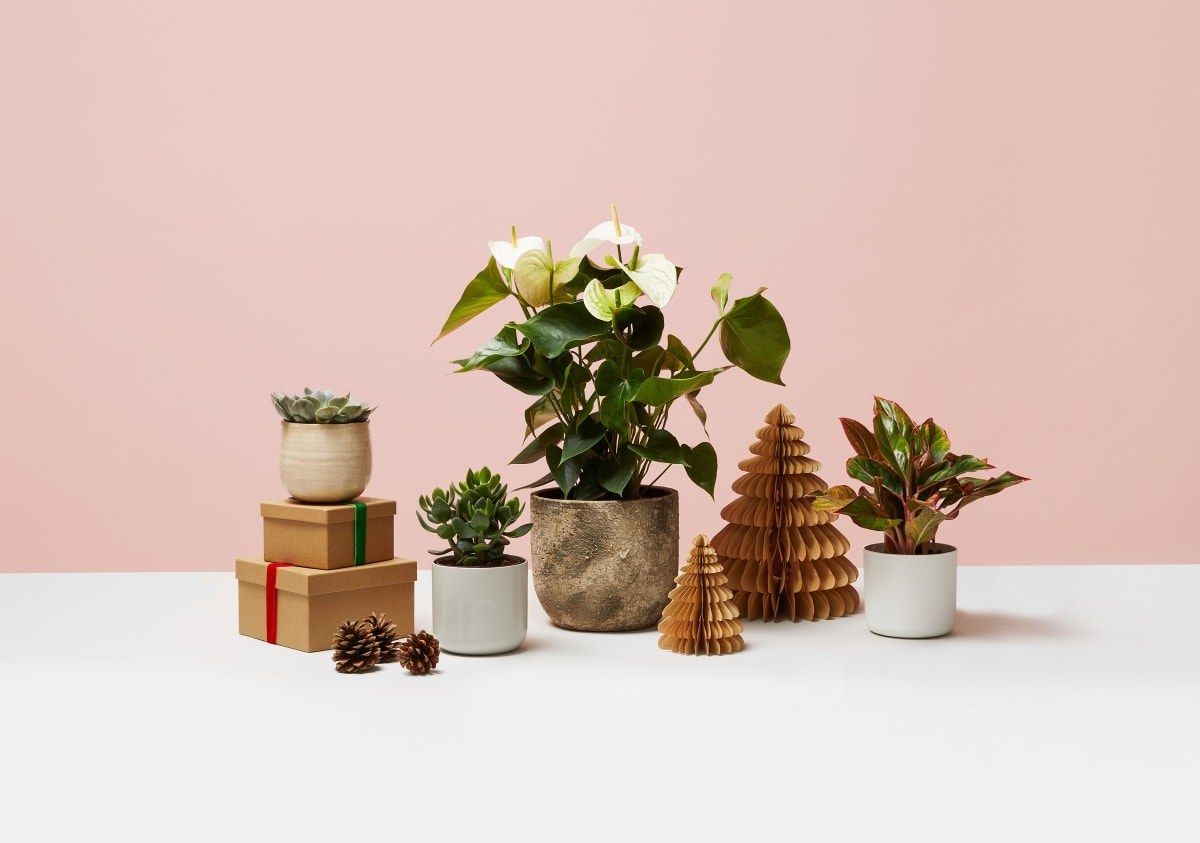 Twenty Unique Christmas Plant Gifts To Spoil Your Loved Ones The Stem