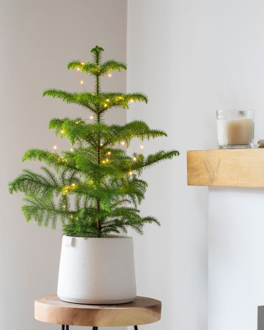 How To Look After Your PotGrown Norfolk Pine Christmas Tree The Stem